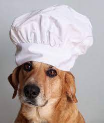Chef Beagle Golden Labrador Puppies Labrador Puppy Dog Love