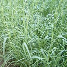 Image result for Hemarthria