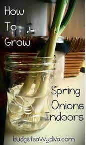 How To Grow Spring Onions Indoors Budget Savvy Diva Spring Onion Gardening Tips Organic Gardening