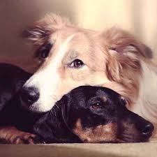 There are a few potential reasons why your dog is vomiting white foam. Anemia In Dogs Symptoms To Look Out For Petcarerx