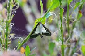 Image result for caterpillar box tree moth inside buxus plant