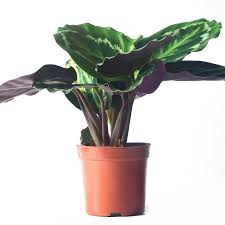 Image result for Maranta arundinacea