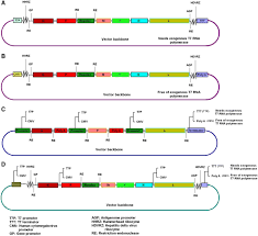 After the delta variant rocked india in a deadly second wave, health authorities have discovered a new vari. Reverse Genetics For Peste Des Petits Ruminants Virus Current Status And Lessons To Learn From Other Non Segmented Negative Sense Rna Viruses Springerlink