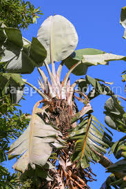 Image result for Strelitzia alba