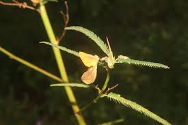 Image result for Aeschynomene sp. A