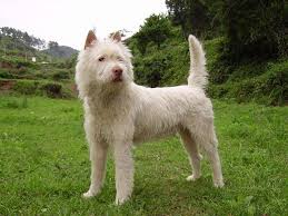Image result for royalty free cc images of dogs