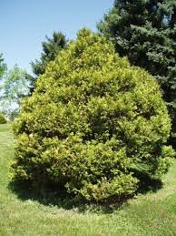 Soft, bright, silvery blue foliage twists around the branchlets and forms a dense, upright. Chamaecyparis Pisifera Aurea Nana Sawara False Cypress Conifer Trinomial American Conifer Society