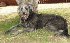 Maybe you would like to learn more about one of these? Shepadoodle Dog Breed Information And Pictures