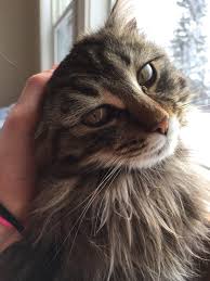 #patch #long haired cats #black cats #cats with one eye #tnr #catsofwashingtonheights #ecf colony. Dealing With Matted Fur Thecatsite