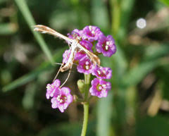 Image result for Boerhavia diffusa