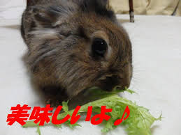 朝飯前なうさぎ お気楽いたち 勢いでウサギ
