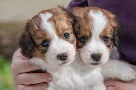 Dies wird dazu beitragen, schüchternheit zu verhindern, wenn er erwachsen ist. Unsere Kleinen Kooikerhondje Welpen Kooikerhondje Of Granny S Rose