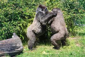 7 Animals That Have Sex for Pleasure - A-Z Animals