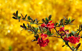 Here you can find flower desktop wallpapers and download best flower desktop backgrounds. Free Desktop Wallpapers Spring Flowers Wallpapers Cave Desktop Background