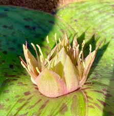 Image result for Monanthotaxis ferruginea