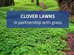 We did not find results for: Clover Lawns In Partnership With Grass Resource Central