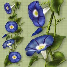 Pin On My Morning Glories