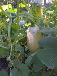 Wait until the color is golden and the outer skin is very hard. 50 Vegetable Spaghetti Squash Winter Cucurbita Pepo Seeds By Seedville Buy Online In Haiti At Haiti Desertcart Com Productid 32292530