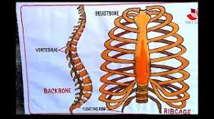 The head of the fish is created by listing the problem in a statement format and drawing a box around it. How To Draw Human Spine And Rib Cage Diagram Youtube