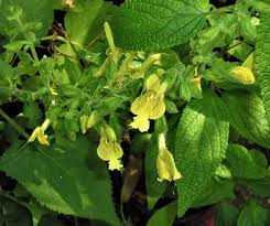 Image result for Ferraria glutinosa