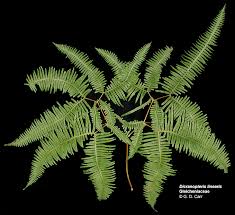 Image result for Dicranopteris