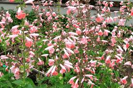 Image result for Salvia coccinea