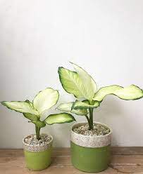 24 Best Dieffenbachia Varieties Dumb Cane Types To Grow Indoors Dumb Cane Dieffenbachia Houseplant Plants