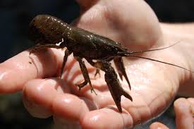 Image result for Austrosynotis rectirama