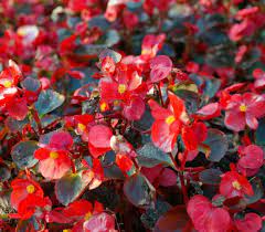 Growing Begonias The Showy Houseplant With Amazing Flowers And Leaves