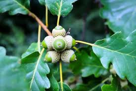 Pin oaks are very similar to scarlet oaks, but their buds are hairless, and in the wild, they how deep do pin oak roots grow? Oak Tree Root System Studiousguy