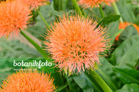 Image result for Scadoxus multiflorus