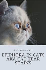 You can see the difference! Epiphora In Cats Aka Cat Tear Stains Litter Robot Blog