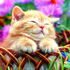 Gambar Kucing Wallpaper Erwin Ganteng Page 46 Of 344 Download Wallpaper In Hd Resolution Wallpaper Ku Cute Little Kittens Cute Animal Pictures Little Kittens