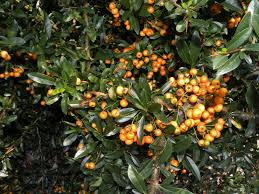 Image result for Pyracantha coccinea golden charmer