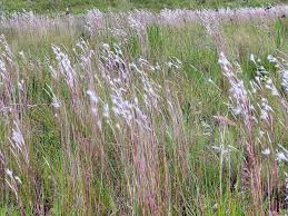 Image result for Andropogon eucomus
