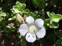Image result for Barleria holubii