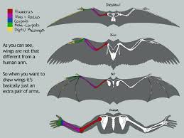 In most large species of dragonflies, the wings of females are shorter and broader than those of males. Dragon Wing Anatomy