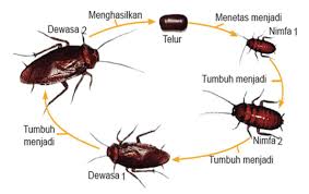Jangan biarkan pinggan mangkuk kotor ditinggalkan didalam sinki dan pasangkan tahukah anda lipas boleh bertahan sehingga satu bulan tanpa makanan tetapi hanya boleh bertahan. Metamorfosis Kecoa Morfologi Proses Penjelasan Gambar