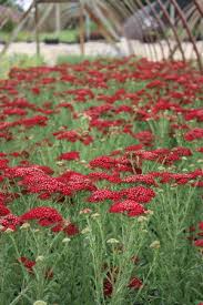 Image result for Achillea millefolium