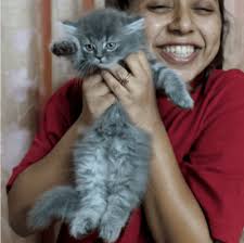 This price is also similar in ireland. Buy Exotic Shorthair Cats And Kittens For Sale Online In Banglore Mumbai Delhi And Chennai