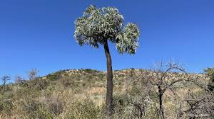 Image result for Cussonia natalensis