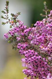 Erica Canaliculata Heather Flower Unusual Flowers Pretty Flowers
