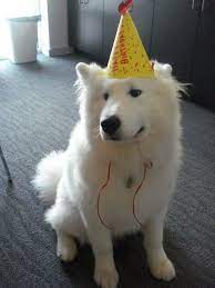 White Dog Wearing Birthday Hat Birthday Hat White Dog Dogs