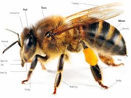 Honey Bee Body Parts Honey Bee Anatomy With Picture