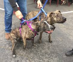 Unlike the labradoodle or golden doodle, the dutch shepherd pitbull is not a designer dog, and the reason the mix occurs is a little blurry. What The Cat Did It The Dogs Of San Francisco