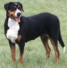 Maybe you would like to learn more about one of these? Greater Swiss Mountain Dogs What S Good About Em What S Bad About Em