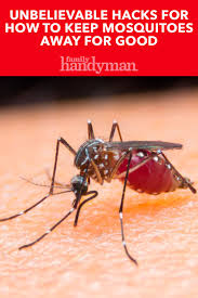 Bee balm is also known as the wild bergamot or the horsemint. Unbelievable Hacks For Keeping Mosquitoes Away For Good Keeping Mosquitos Away Mosquito Pest Control