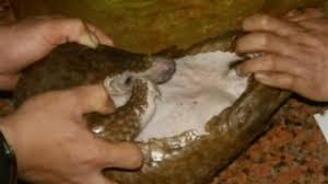 Indian pangolin (manis crassicaudata), philippine pangolin (manis culionensis), sunda pangolin (manis javanica) and the chinese pangolin (manis pentadactyla). China Investigates Eating Of Endangered Pangolin Amid Public Outcry Youtube