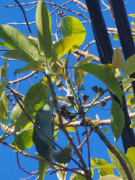 Image result for Lophostemon confertus