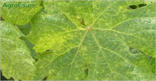 Image result for Calepitrimerus vitis